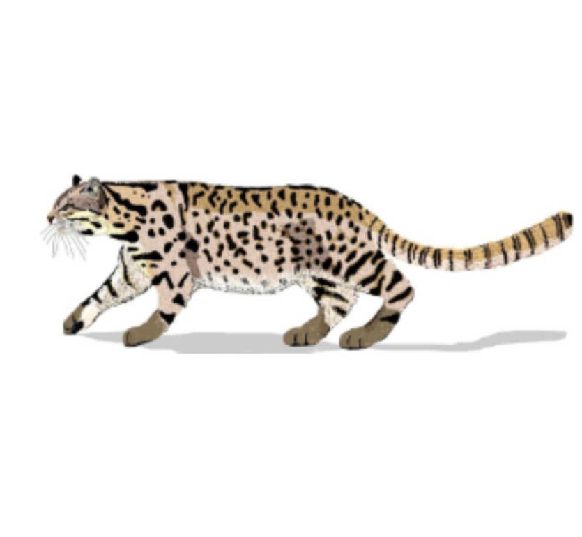 Margay