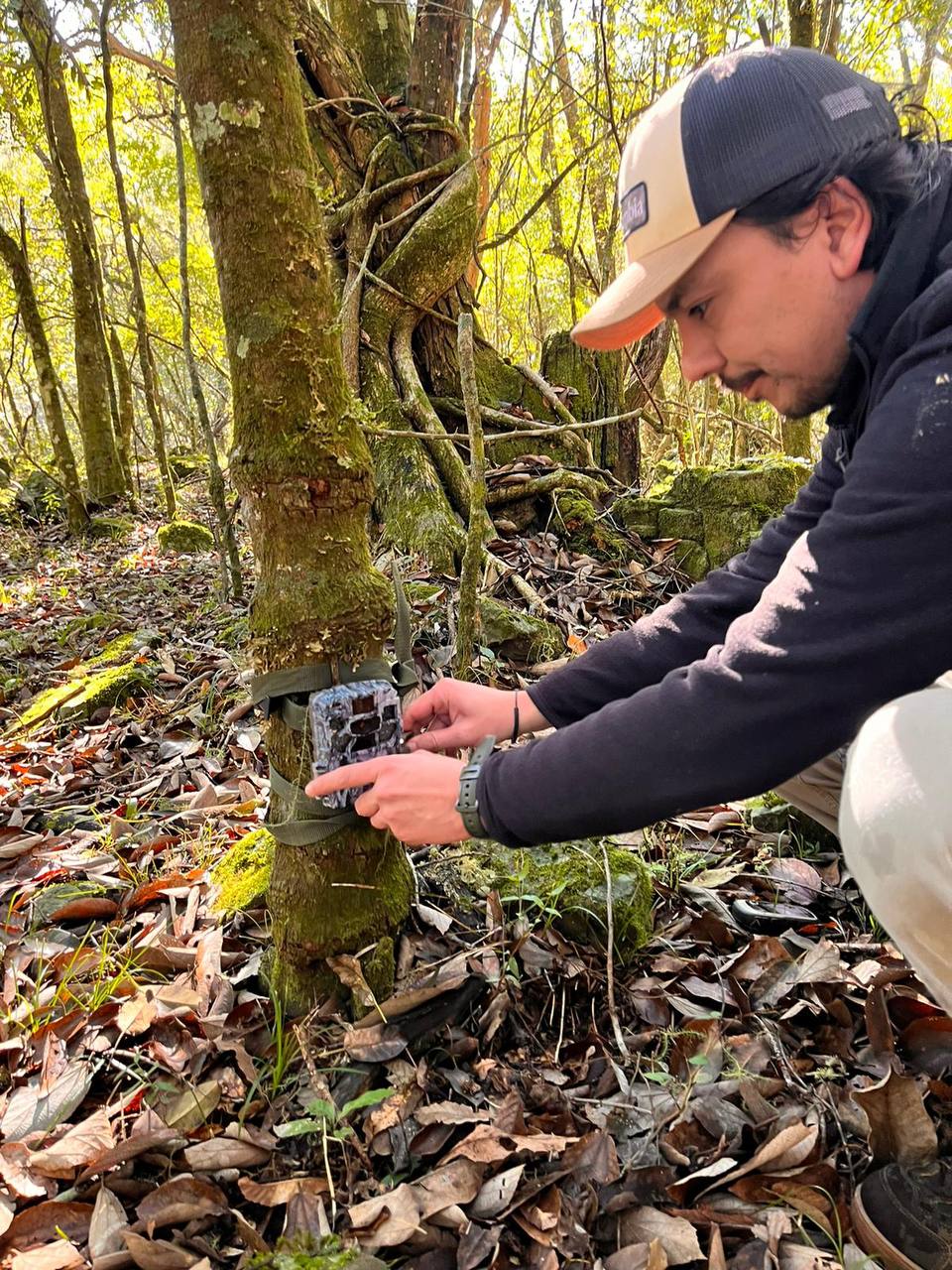 Researcher installing a camera trap on a tree in native woodland