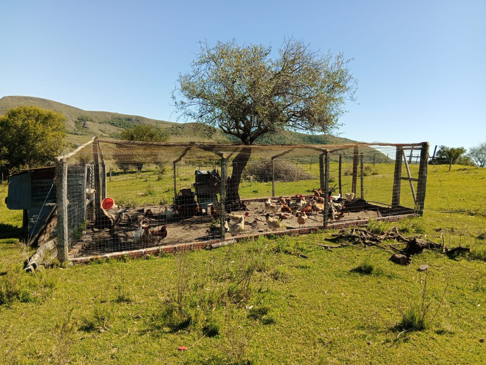 Predator-safe chicken enclosure in a rural landscape