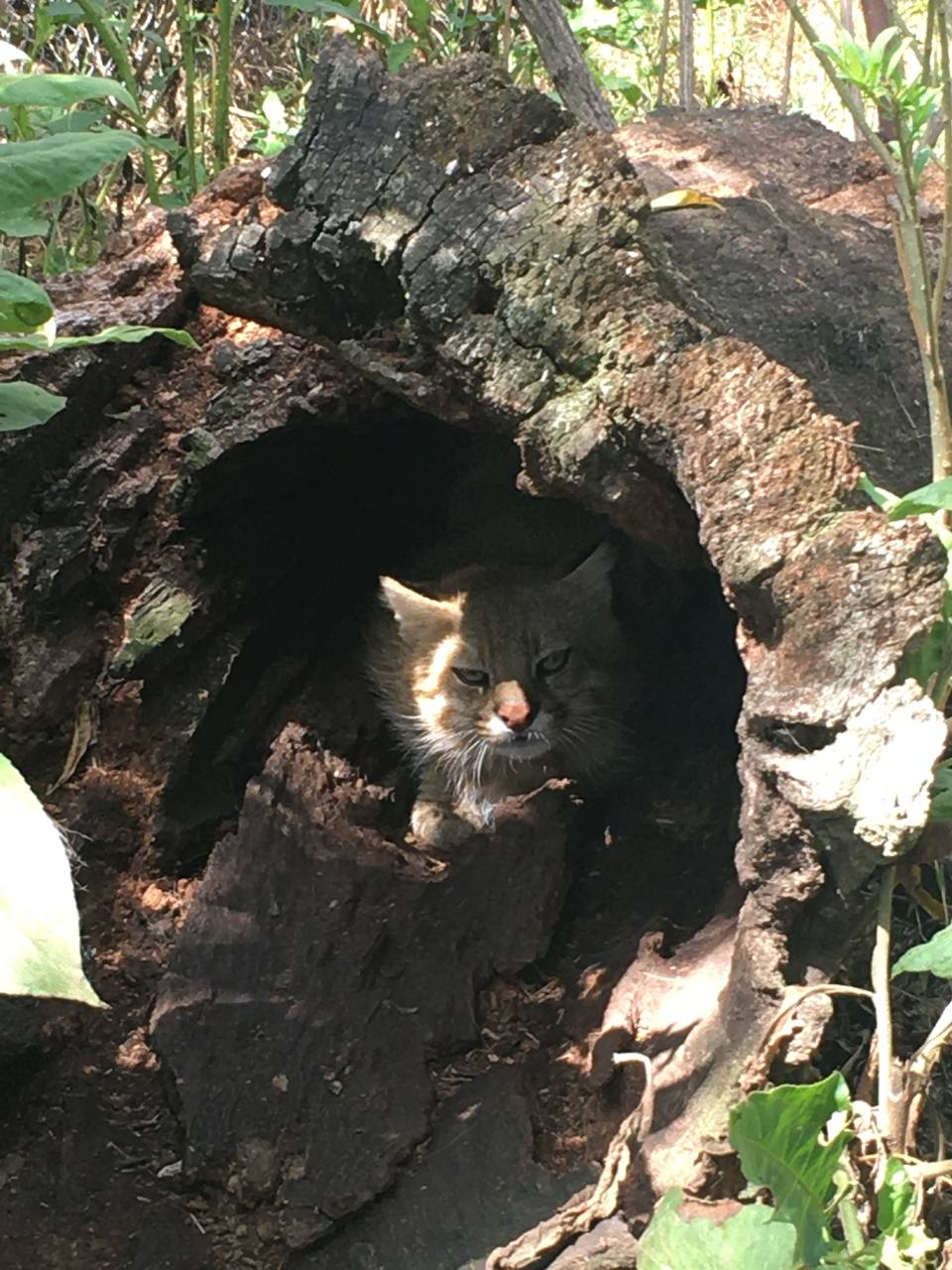 Wildlife conservation in action