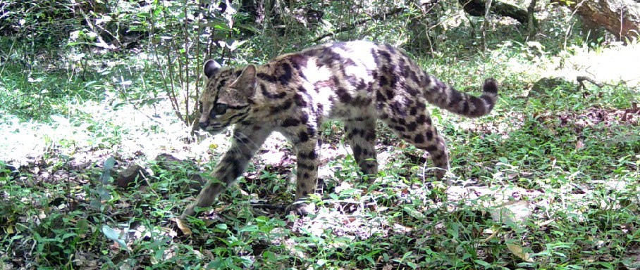 Conservation efforts in action