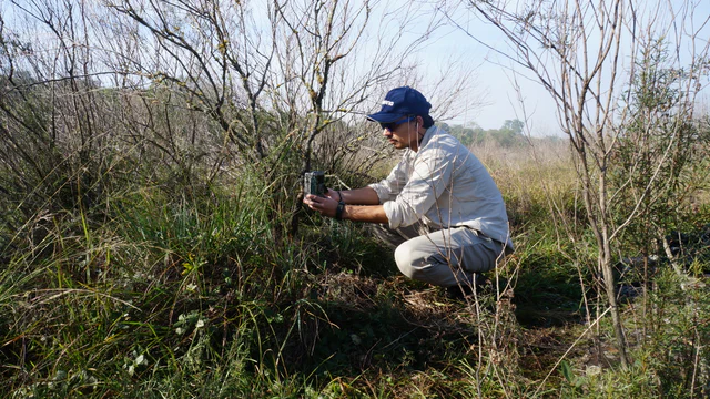 Two field researchers installing a camera trap in native grassland