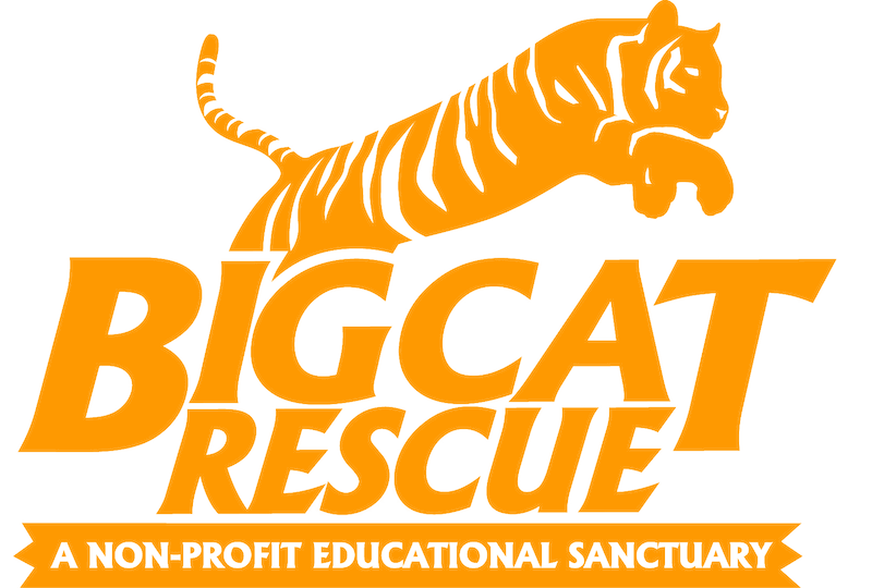 Big Cat Rescue